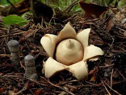 Attēlu rezultāti vaicājumam “Geastrum fimbriatum”