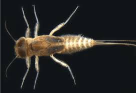 Attēlu rezultāti vaicājumam “Ephemeroptera larva”