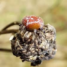 Attēlu rezultāti vaicājumam “Araneus quadratus”