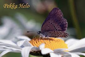 Attēlu rezultāti vaicājumam “Vacciniina optilete”