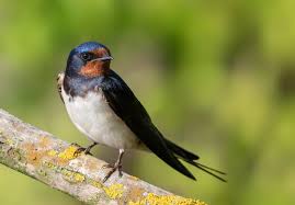 Attēlu rezultāti vaicājumam “Hirundo rustica”