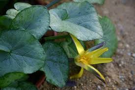 Attēlu rezultāti vaicājumam “Ficaria verna”