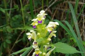 Attēlu rezultāti vaicājumam “Galeopsis speciosa”