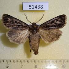 Attēlu rezultāti vaicājumam “Amphipyra livida”