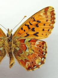 Attēlu rezultāti vaicājumam “Boloria aquilonaris”
