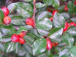 Attēlu rezultāti vaicājumam “Cotoneaster divaricatus fruit”