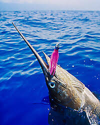 Image result for Makaira mazara