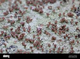 Attēlu rezultāti vaicājumam “Baeomyces rufus”