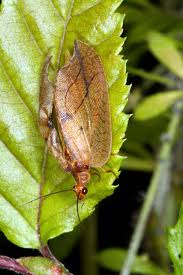 Attēlu rezultāti vaicājumam “Drepanepteryx phalaenoides”