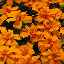 Image result for Tagetes patula