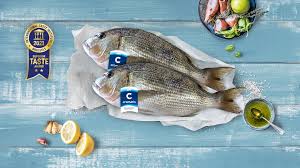 Image result for Dentex dentex