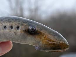 Image result for Lethenteron camtschaticum