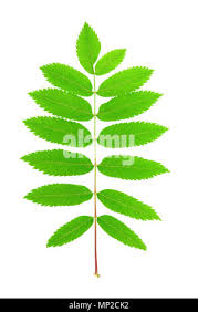 Attēlu rezultāti vaicājumam “Sorbus aucuparia leaf”