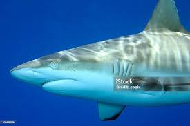 Image result for Carcharhinus amblyrhynchos