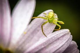 Attēlu rezultāti vaicājumam “Diaea dorsata”