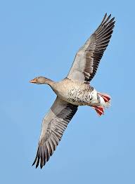 Attēlu rezultāti vaicājumam “Anser anser”