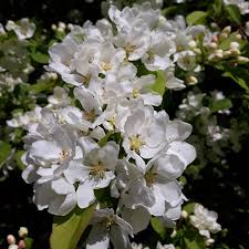 Attēlu rezultāti vaicājumam “Malus mandshurica”