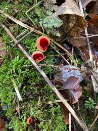 Attēlu rezultāti vaicājumam “Melastiza chateri”