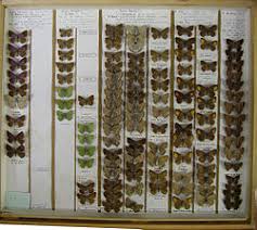 Attēlu rezultāti vaicājumam “Theclinae”