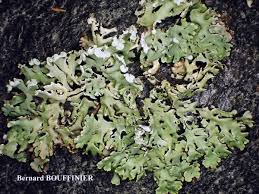 Attēlu rezultāti vaicājumam “Hypogymnia physodes”