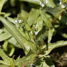 Attēlu rezultāti vaicājumam “Veronica anagallis-aquatica fruit”