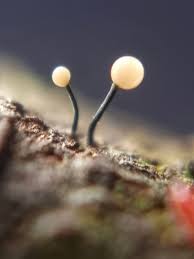 Attēlu rezultāti vaicājumam “Physarum pezizoideum macro”