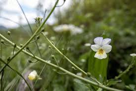 Attēlu rezultāti vaicājumam “Viola arvensis”