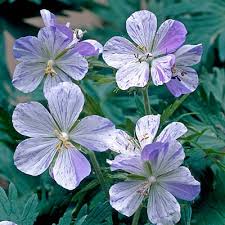 Image result for Geranium pratense