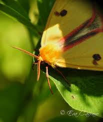 Attēlu rezultāti vaicājumam “Diacrisia sannio male”