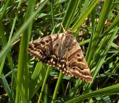 Attēlu rezultāti vaicājumam “Callistege mi”