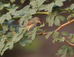 Attēlu rezultāti vaicājumam “Hippolais caligata”