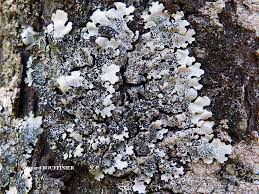 Attēlu rezultāti vaicājumam “Parmelina tiliacea”