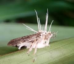 Attēlu rezultāti vaicājumam “Akanthomyces aculeatus”