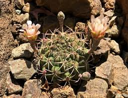 Image result for Gymnocalycium