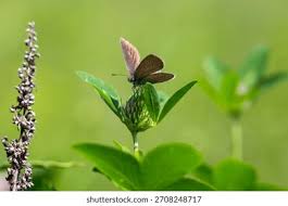 Attēlu rezultāti vaicājumam “Lycaena tityrus female”