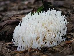 Attēlu rezultāti vaicājumam “Ramariopsis kunzei”