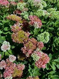 Attēlu rezultāti vaicājumam “Hylotelephium telephium”