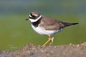 Attēlu rezultāti vaicājumam “Charadrius hiaticula adult”