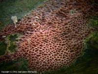 Attēlu rezultāti vaicājumam “Ceriporia purpurea”