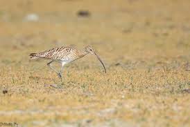 Attēlu rezultāti vaicājumam “Numenius arquata”