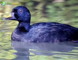 Attēlu rezultāti vaicājumam “Melanitta nigra male”