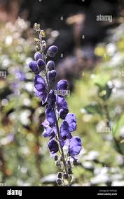Attēlu rezultāti vaicājumam “Aconitum napellus bud”