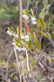 Attēlu rezultāti vaicājumam “Chamaedaphne calyculata”