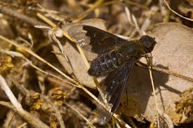 Attēlu rezultāti vaicājumam “Hemipenthes morio”