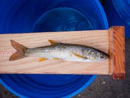 Image result for Mylopharodon conocephalus