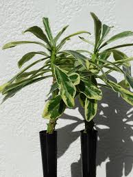 Attēlu rezultāti vaicājumam “Euphorbiaceae”