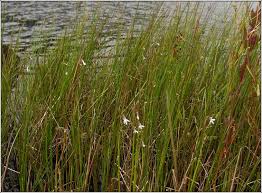 Attēlu rezultāti vaicājumam “Lobelia dortmanna”
