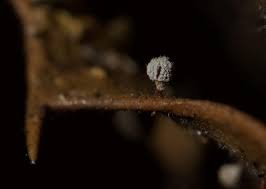 Attēlu rezultāti vaicājumam “Didymium squamulosum macro”