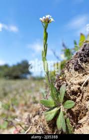 Attēlu rezultāti vaicājumam “Arabis hirsuta flower”