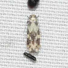 Attēlu rezultāti vaicājumam “Tineidae”